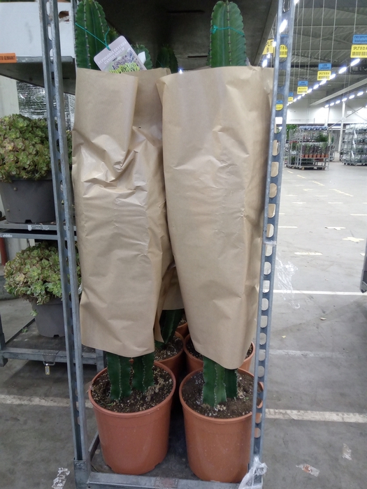 <h4>Euphorbia   ...</h4>