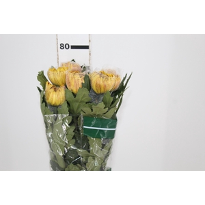 ANASTASIA DARK FUEGO 080 CM