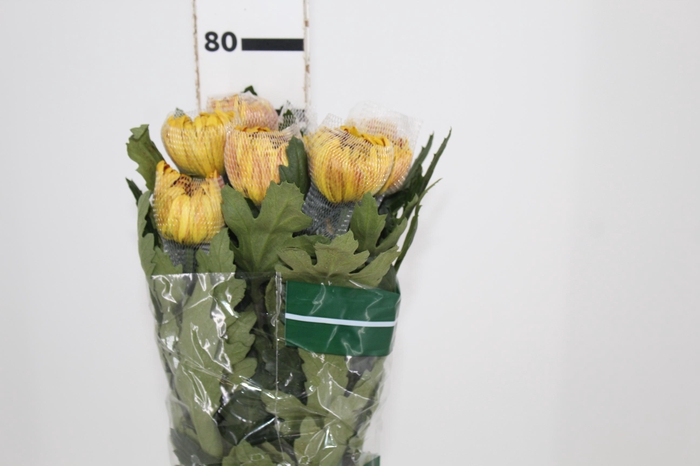 <h4>ANASTASIA DARK FUEGO 080 CM</h4>