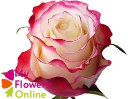 <h4>R Gr Sweetnesse Bicolor 50cm EC</h4>