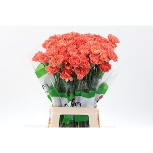 Dianthus st orange