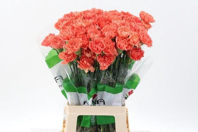 <h4>Dianthus st orange</h4>