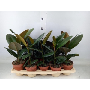 Ficus elastica 'Robusta'