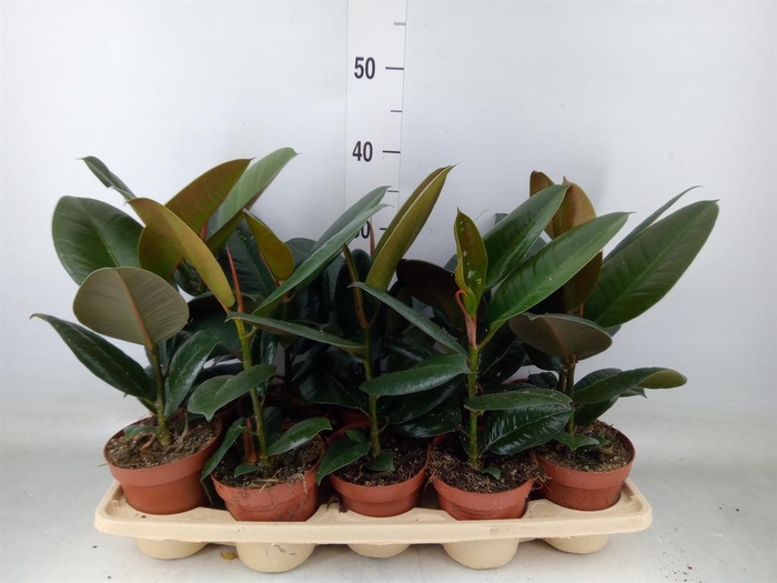 <h4>Ficus elastica 'Robusta'</h4>