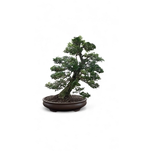 Ligustrum sinense, pot 61cm , height 110cm. (single item)