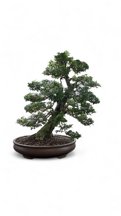 <h4>Ligustrum sinense, pot 61cm , height 110cm. (single item)</h4>