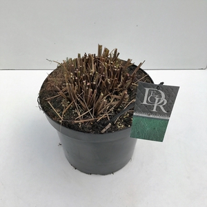 Graminées Miscanthus 'Gracillimus'
