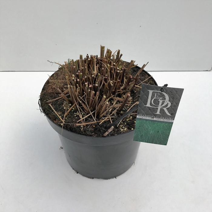 <h4>Graminées Miscanthus 'Gracillimus'</h4>