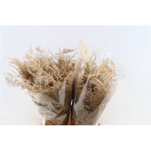 Asp Kbh Kort Oud Goud