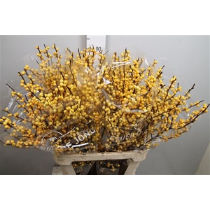 Ilex Ve Golden Verboom