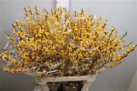 <h4>Ilex Ve Golden Verboom</h4>