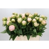 Paeonia Mothers Choice