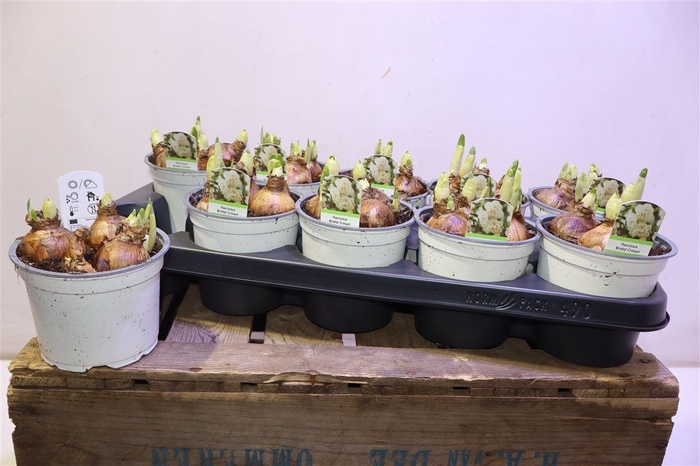 <h4>Narc D Bridal Crown</h4>