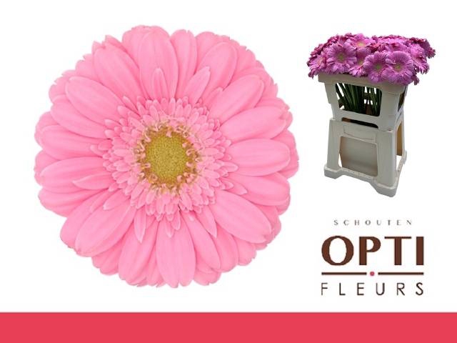 <h4>GE MI KIRSTEY</h4>