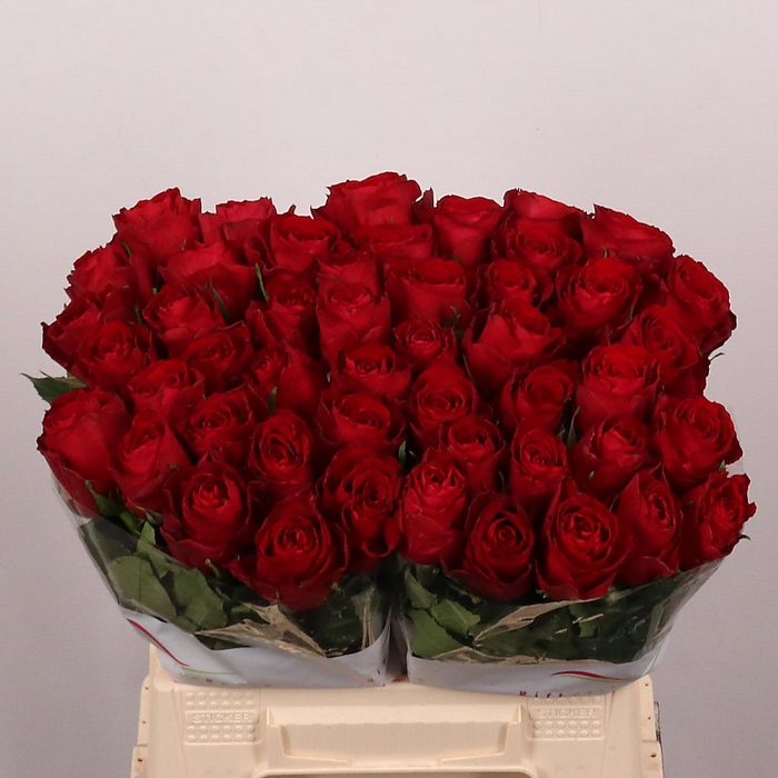 <h4>R GR MADAM RED</h4>