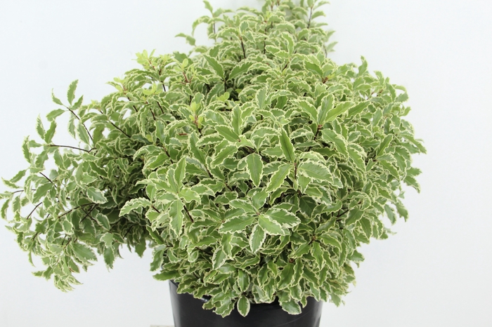 <h4>PITTO NIGRA 150GR</h4>