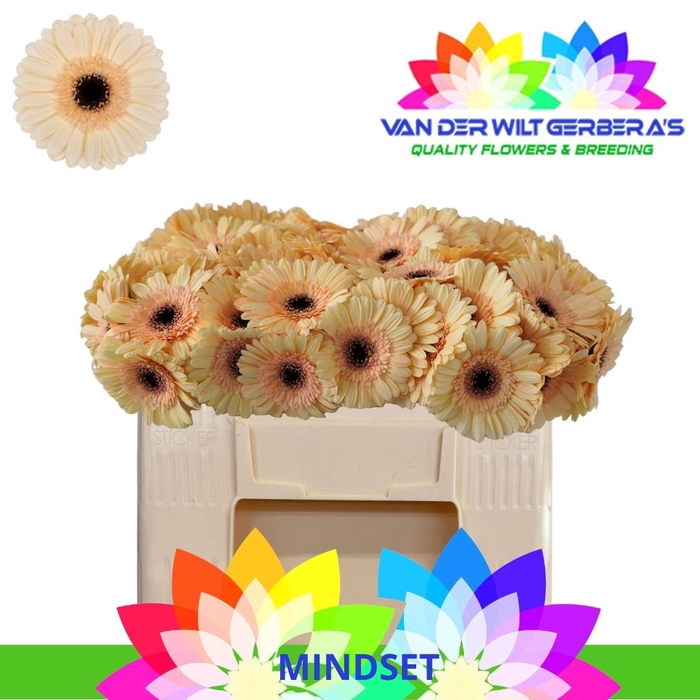 <h4>GE MI MINDSET</h4>