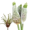 Allium Schubertii
