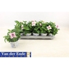 Platyco Gr Pst Pink