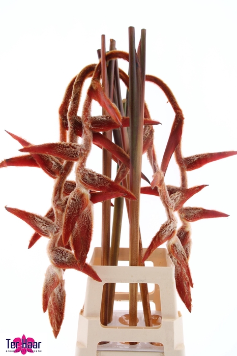 <h4>HELIC VEL SHE KONG</h4>