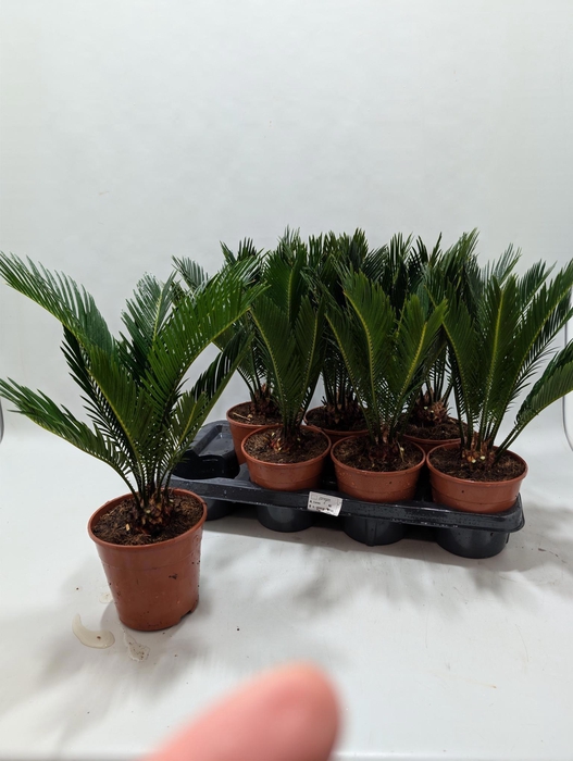 <h4>CYCAS REVOLUTA</h4>