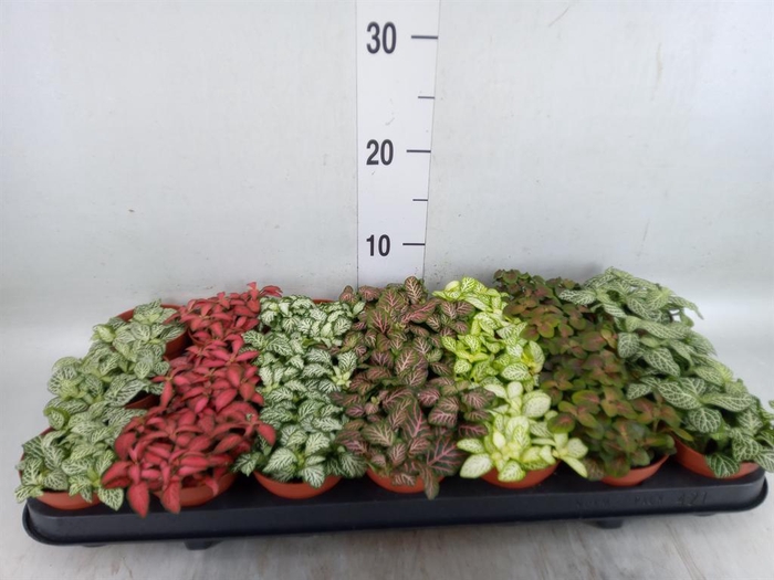 <h4>Fittonia ...mix 7</h4>