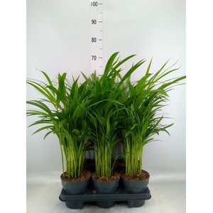 Dypsis lutescens   ...Chrysalidoca