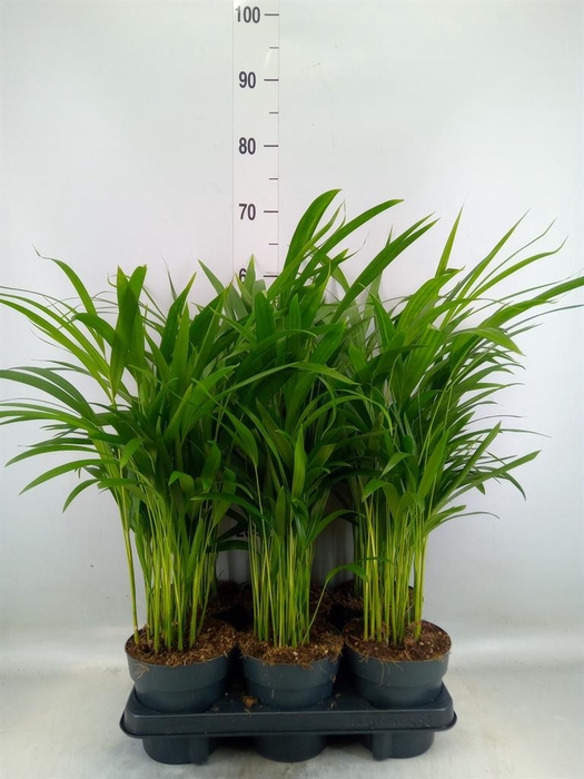 <h4>Dypsis lutescens   ...Chrysalidoca</h4>