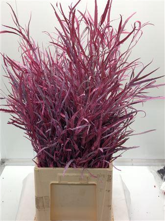 <h4>Grevilea Rose</h4>