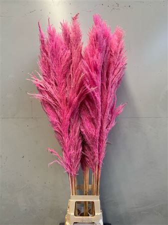 Cortaderia Light Pink