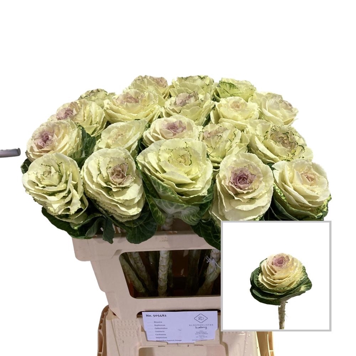 <h4>BRASS WHITE CRANE</h4>