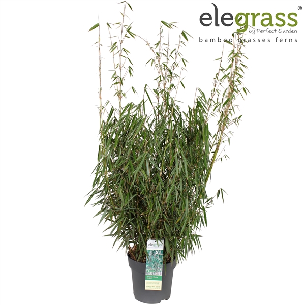 <h4>Fargesia robusta 'Campbell' P29</h4>