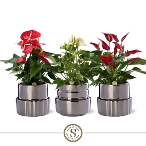 Anthurium andr.   ...mix  3