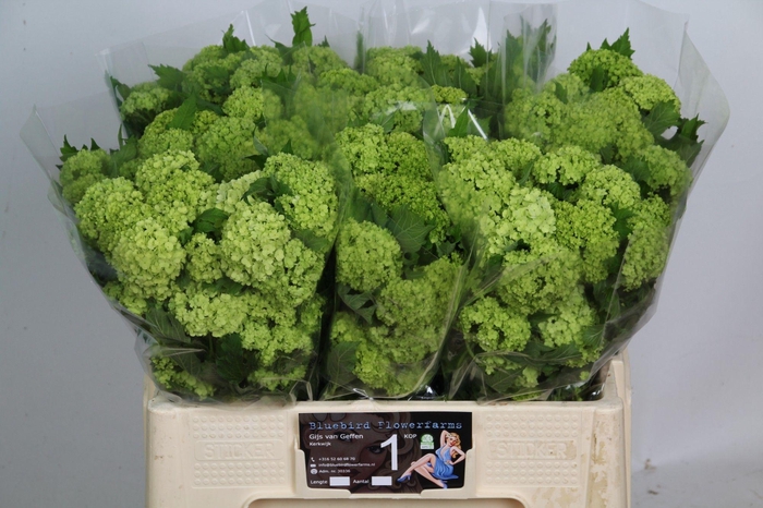 <h4>VIBURNUM ROSEUM ST</h4>