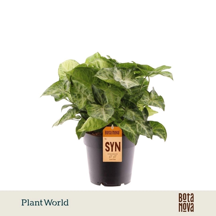 <h4>Syngonium</h4>