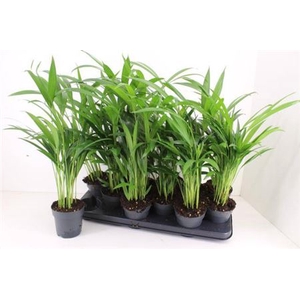 Chrysalidocarpus lutescens overig