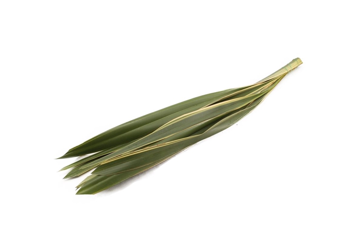 <h4>Phormium Bont</h4>