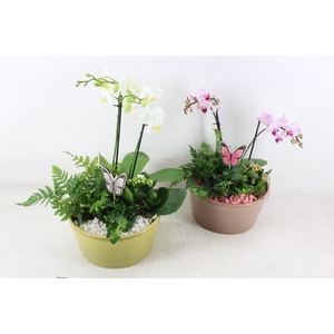 arr2 PL - Ker. glazed schaal Phal. x3