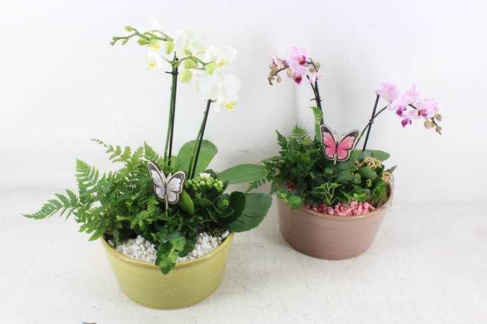 <h4>arr2 PL - Ker. glazed schaal Phal. x3</h4>
