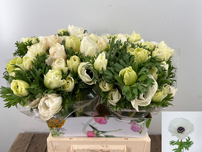 <h4>ANEM CO MAR WHITE</h4>