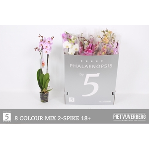 PHAL GEM 8 KL