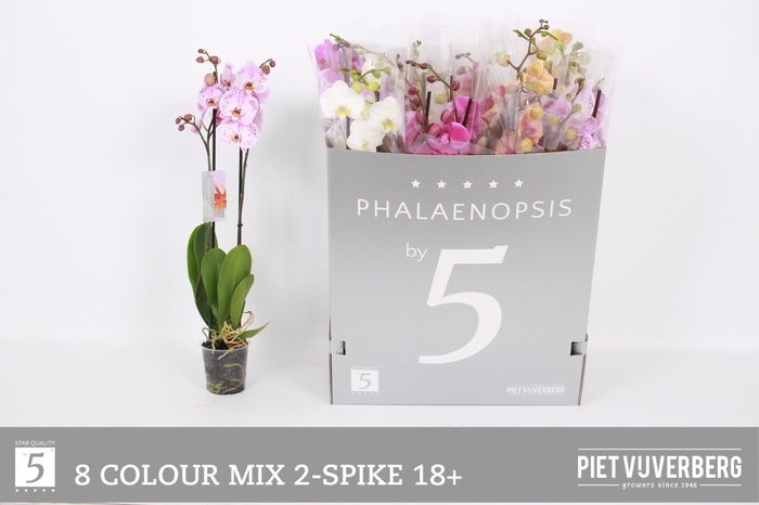 <h4>PHAL GEM 8 KL</h4>