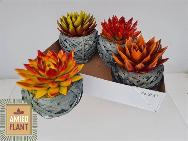 <h4>ARR SUCCULENTEN</h4>
