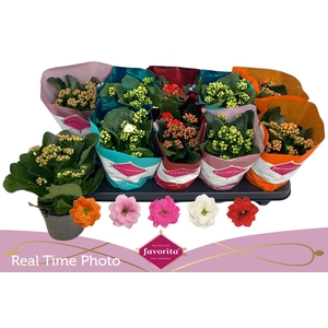 KAL GE PERF GEM 5 KL