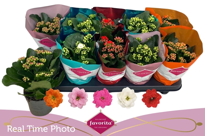 <h4>KAL GE PERF GEM 5 KL</h4>