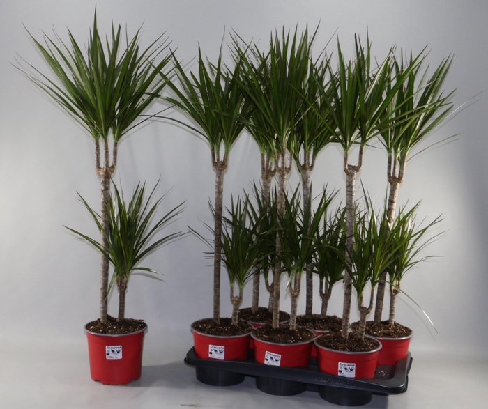 <h4>DRA MARGINATA</h4>