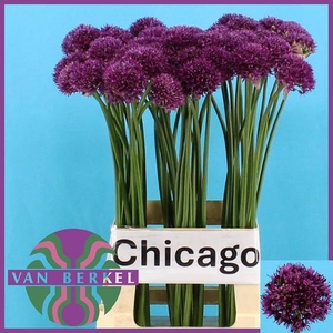 ALLIUM KLEINBLOEMIG