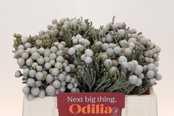 <h4>BRUN LAEVIS</h4>