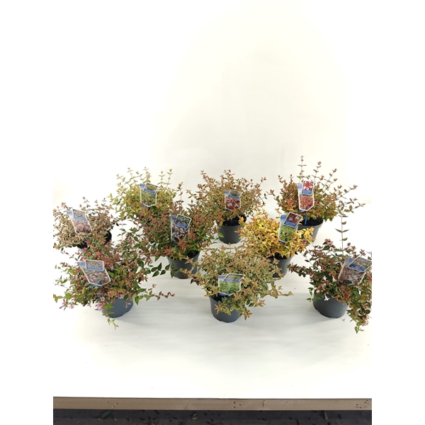 <h4>Abelia mix (minimum order one layer)</h4>