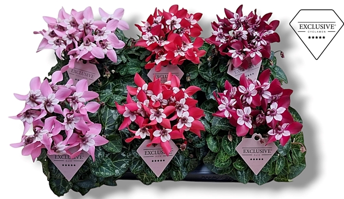 <h4>Cyclamen Exclusive® - Djix Mix Rood/Wijnrood/Roze</h4>